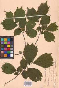 Вяз голый, Вяз шершавый Huds., Восточная Европа, Белоруссия (E3a) (Белоруссия)