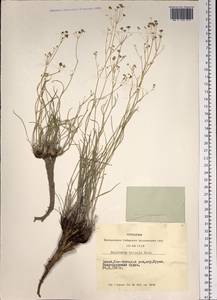 Володушка двустебельная Helm, Сибирь, Алтай и Саяны (S2) (Россия)