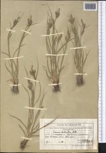 Осока светлая M.Bieb., Средняя Азия и Казахстан, Муюнкумы, Прибалхашье и Бетпак-Дала (M9) (Казахстан)