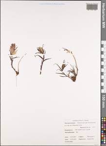 Кастиллея бледная (L.) Kunth, Сибирь, Чукотка и Камчатка (S7) (Россия)