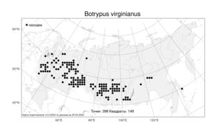 Botrypus virginianus (L.) Michx., Атлас флоры России (FLORUS) (Россия)