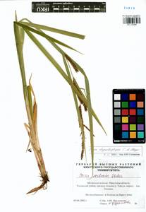 Carex utriculata Boott, Сибирь, Прибайкалье и Забайкалье (S4) (Россия)