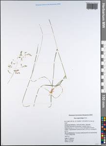 Poa pratensis subsp. pratensis, Сибирь, Дальний Восток (S6) (Россия)