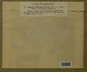 Sphagnum imbricatum Hornsch. ex Russow, Гербарий мохообразных, Мхи - Западная Европа (BEu) (Чехия)