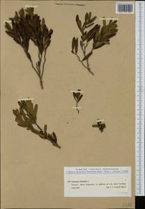 Cneorum tricoccon L., Западная Европа (EUR) (Италия)