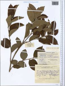 Phyllanthus eriocarpus (Champ. ex Benth.) Müll.Arg., Зарубежная Азия (ASIA) (КНР)