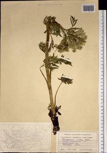 Реброплодник уральский Hoffm., Сибирь, Западный (Казахстанский) Алтай (S2a) (Казахстан)