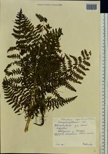 Pteridium aquilinum subsp. pinetorum (C. N. Page & R. R. Mill) J. A. Thomson, Восточная Европа, Южно-Украинский район (E12) (Украина)