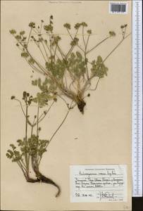 Бороздоплодник розовый Korovin, Средняя Азия и Казахстан, Западный Тянь-Шань и Каратау (M3) (Киргизия)