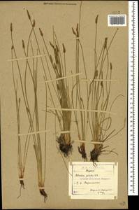 Болотница болотная, Болотница обыкновенная (L.) Roem. & Schult., Кавказ, Северная Осетия, Ингушетия и Чечня (K1c) (Россия)