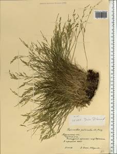 Puccinellia capillaris subsp. pulvinata (Fr.) Tzvelev, Восточная Европа, Северный район (E1) (Россия)