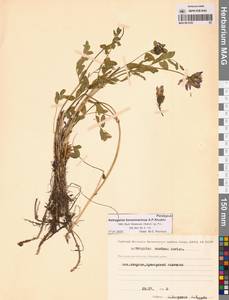 Астрагал приморский Boriss., Сибирь, Чукотка и Камчатка (S7) (Россия)