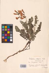 Майкараган волжский (L.f.) Pall. ex Fisch., Восточная Европа, Южно-Украинский район (E12) (Украина)