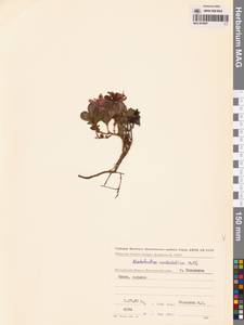 Рододендрон камчатский Pall., Сибирь, Чукотка и Камчатка (S7) (Россия)