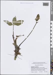 Вахта трехлистная L., Восточная Европа, Северо-Западный район (E2) (Россия)