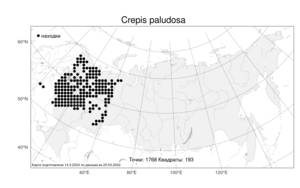 Crepis paludosa, Скерда болотная (L.) Moench, Атлас флоры России (FLORUS) (Россия)