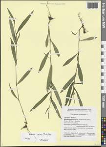 Горец малый (Huds.) Opiz, Восточная Европа, Центральный лесостепной район (E6) (Россия)