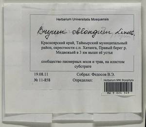 Bryum oblongum Lindb., Гербарий мохообразных, Мхи - Красноярский край, Тыва и Хакасия (B17) (Россия)
