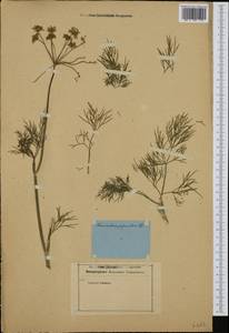 Anethum foeniculum L., Западная Европа (EUR) (Неизвестно)