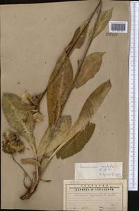 Соссюрея грязноцветковая Kar. & Kir., Средняя Азия и Казахстан, Северный и Центральный Тянь-Шань (M4) (Казахстан)