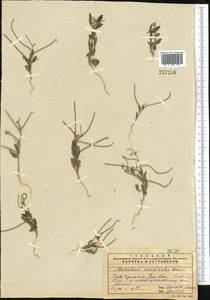 Малькольмия скорпионовидная (Bunge) Boiss., Средняя Азия и Казахстан, Сырдарьинские пустыни и Кызылкумы (M7)
