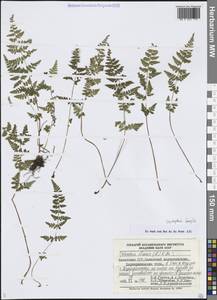 Пузырник ломкий (L.) Bernh., Средняя Азия и Казахстан, Муюнкумы, Прибалхашье и Бетпак-Дала (M9) (Казахстан)