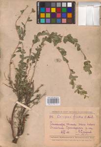 Карагана кустарниковая (L.) K.Koch, Восточная Европа, Средневолжский район (E8) (Россия)