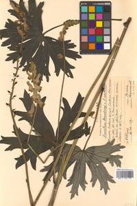 Aconitum desoulavyi × umbrosum, Сибирь, Дальний Восток (S6) (Россия)