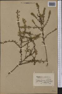 Симфиотрихум волосистый, Американская астра волосистая (Willd.) G. L. Nesom, Америка (AMER) (США)