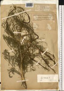 Жабрица извилистая L., Восточная Европа, Нижневолжский район (E9) (Россия)