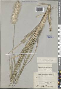 Императа цилиндрическая (L.) Raeusch., Средняя Азия и Казахстан, Каракумы (M6) (Туркмения)