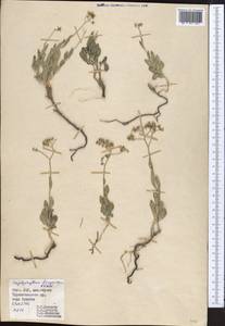 Haplophyllum ferganicum Vved., Средняя Азия и Казахстан, Памир и Памиро-Алай (M2) (Киргизия)