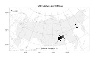 Salix alexii-skvortzovii, Ива Алексея Скворцова A. P. Khokhr., Атлас флоры России (FLORUS) (Россия)
