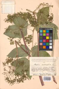 Дудник лекарственный, Дягиль лекарственный L., Восточная Европа, Московская область и Москва (E4a) (Россия)