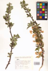 Яблоня, Восточная Европа, Нижневолжский район (E9) (Россия)