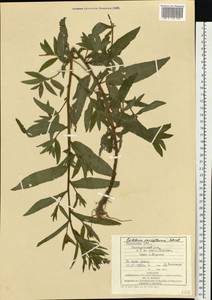 Кипрей мелкоцветковый Schreb., Восточная Европа, Западно-Украинский район (E13) (Украина)