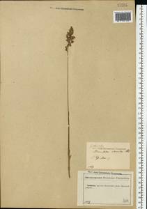 Anthoxanthum nitens (Weber) Y.Schouten & Veldkamp, Восточная Европа, Центральный лесостепной район (E6) (Россия)