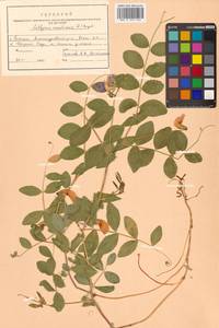 Lathyrus japonicus var. maritimus (L.) J.T.Kartesz & Gandhi, Сибирь, Дальний Восток (S6) (Россия)