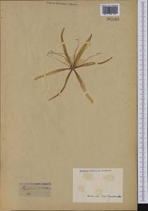 Proiphys amboinensis (L.) Herb., Америка (AMER) (Неизвестно)