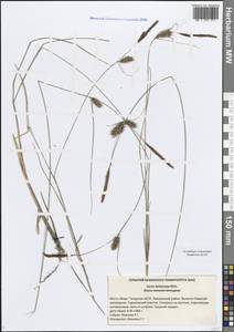 Осока волосистоплодная Ehrh., Восточная Европа, Средневолжский район (E8) (Россия)