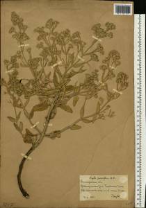Nepeta ucranica subsp. parviflora (M.Bieb.) M.Masclans, Восточная Европа, Нижневолжский район (E9) (Россия)