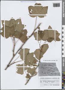 Смородина дикуша Fisch. ex Turcz., Сибирь, Прибайкалье и Забайкалье (S4) (Россия)