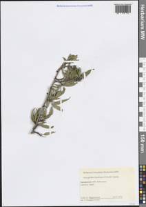 Prunus fenzliana Fritsch, Кавказ, Армения (K5) (Армения)