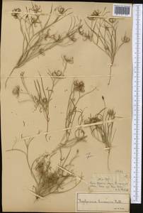 Кельпиния линейная Pall., Средняя Азия и Казахстан, Сырдарьинские пустыни и Кызылкумы (M7) (Казахстан)