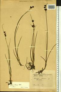 Juncus castaneus subsp. triceps (Rostk.) Novikov, Сибирь, Алтай и Саяны (S2) (Россия)