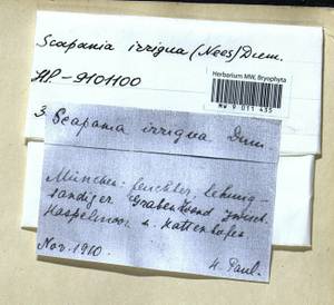 Scapania irrigua (Nees) Nees, Гербарий мохообразных, Мхи - Западная Европа (BEu) (Германия)