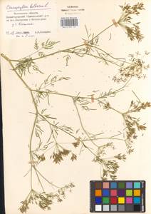 Бутень клубненосный L., Восточная Европа, Московская область и Москва (E4a) (Россия)