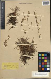 Acantholimon acerosum subsp. acerosum, Зарубежная Азия (ASIA) (Турция)