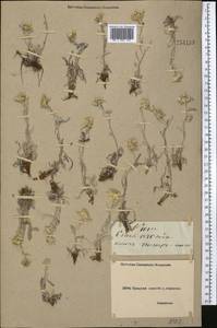 Leontopodium leontopodinum (DC.) Hand.-Mazz., Средняя Азия и Казахстан, Северный и Центральный Тянь-Шань (M4) (Киргизия)