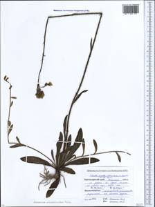 Pilosella piloselloides subsp. piloselloides, Кавказ, Краснодарский край и Адыгея (K1a) (Россия)